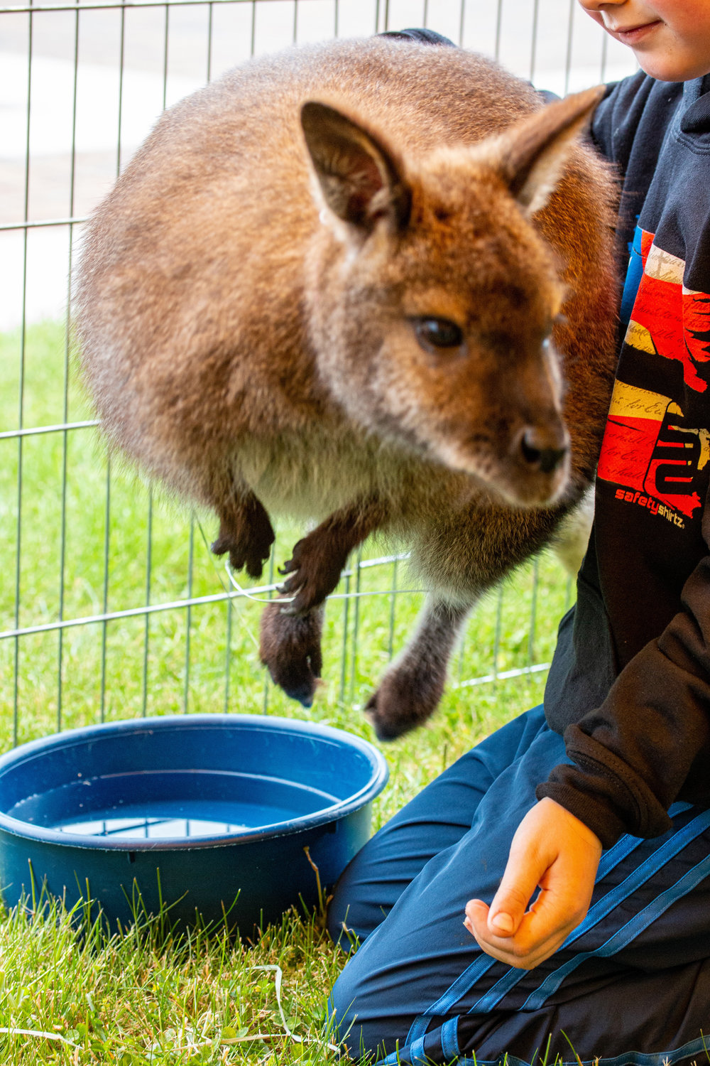 This wallaby makes a swift jump over a young boy, probably needing a break from all the attention due to being so popular, at the petting zoo at the Centralia College SpringFest Tuesday afternoon.